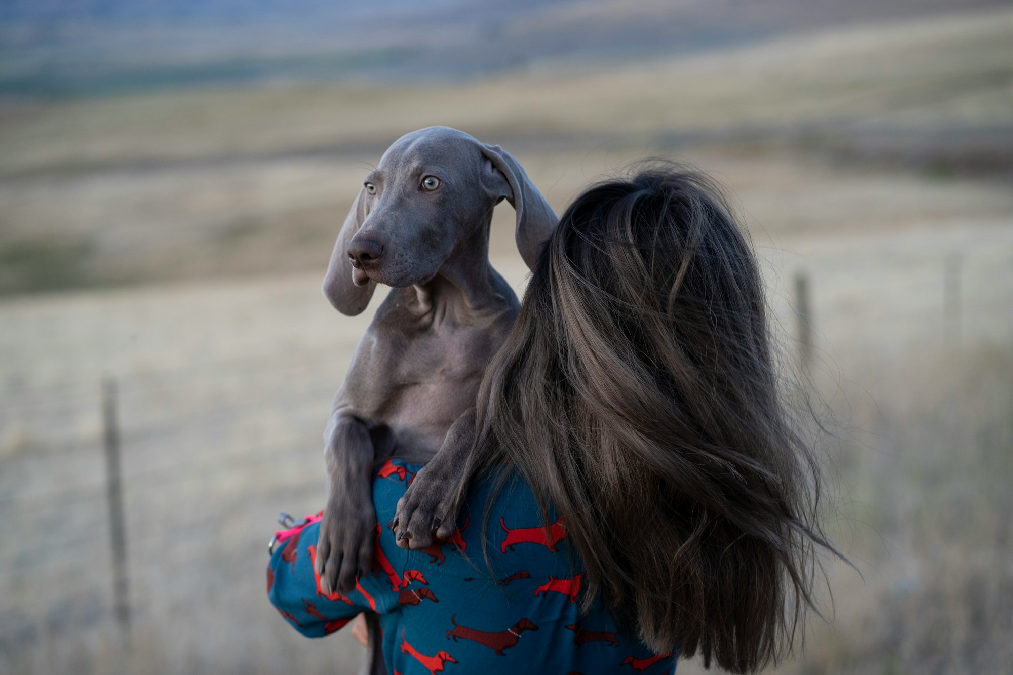 weimaraner