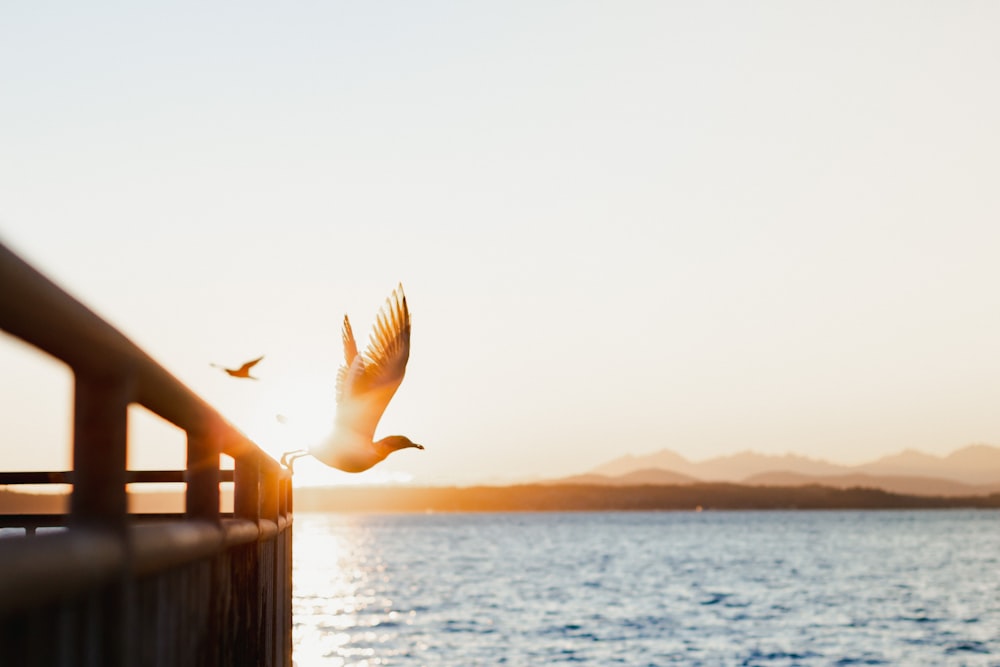 white bird flying over the sea during daytime