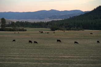 A serene farm landscape showcasing dairy cattle.