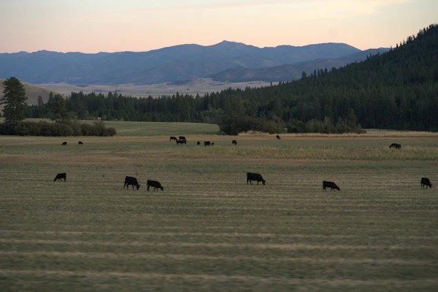 A serene Colombian farm landscape with Wagyu cattle grazing peacefully under a warm sunset.