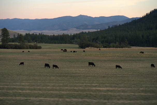 A panoramic view of a large herd of cattle moving across a sunlit field at dawn.