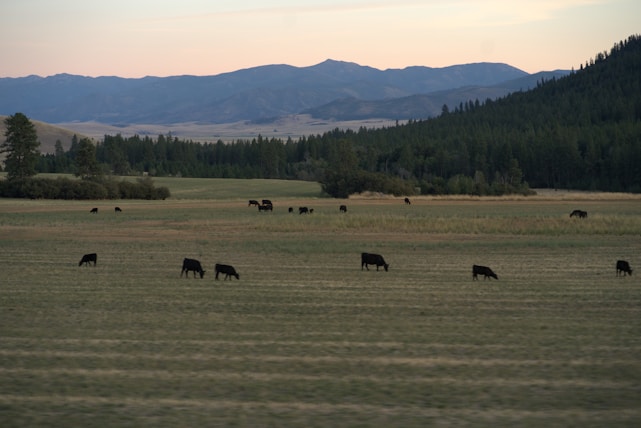 A serene farm landscape with Nelore Pintado cattle grazing under a warm sunset.