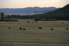 A serene landscape with a herd of cattle grazing in a vast, open field. The backdrop features lush green forests and rolling mountains under a soft pastel sky, indicative of either dawn or dusk.
