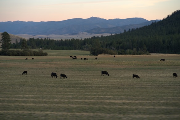 A serene landscape with a herd of cattle grazing in a vast, open field. The backdrop features lush green forests and rolling mountains under a soft pastel sky, indicative of either dawn or dusk.
