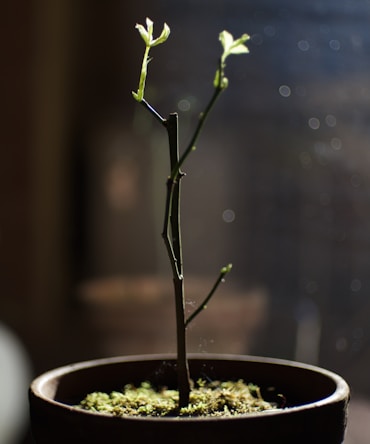 green plant on white ceramic pot