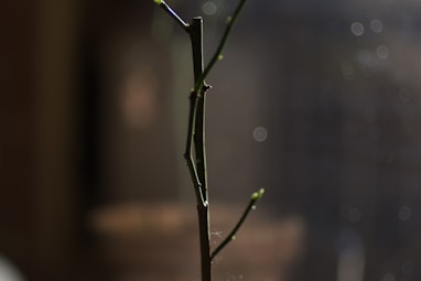 green plant on white ceramic pot