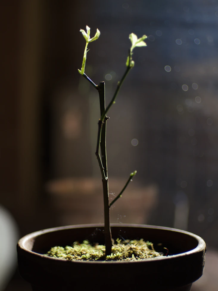 green plant on white ceramic pot