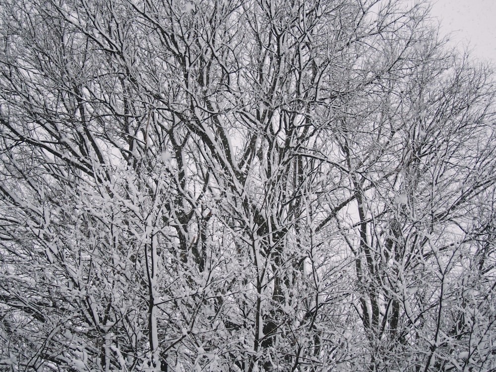 leafless tree covered with snow