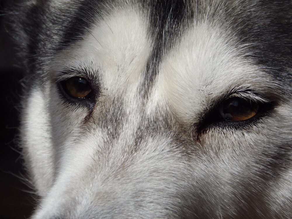 white and black siberian husky