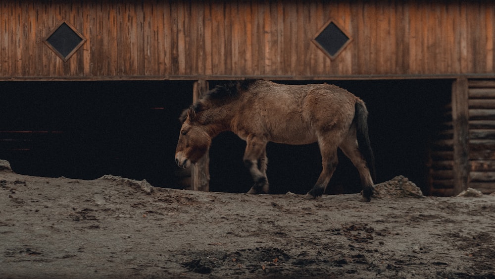 brown horse on brown soil