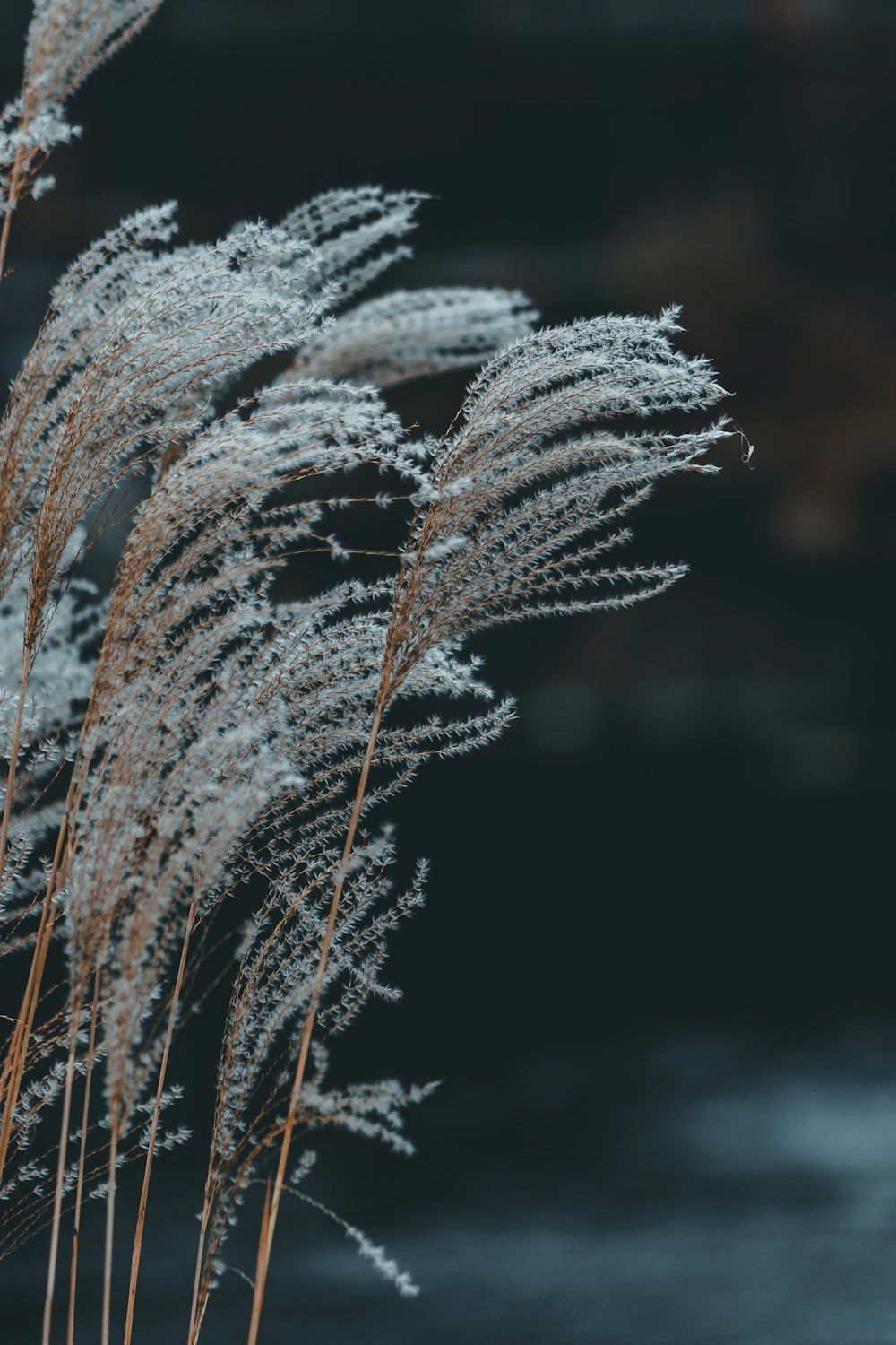 white and brown plant in close up photography