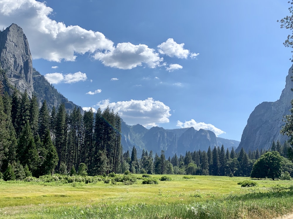 green trees on green grass field under blue sky and white clouds during daytime