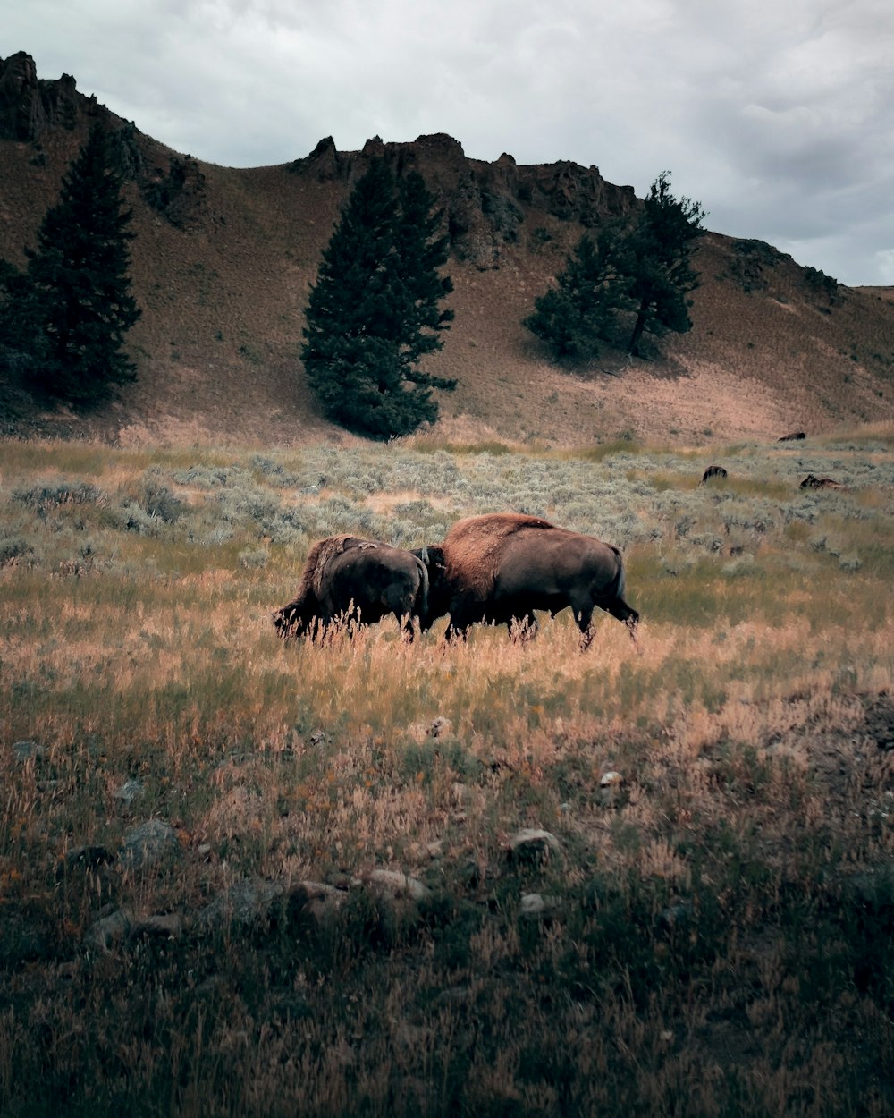 brown bison on green grass field during daytime