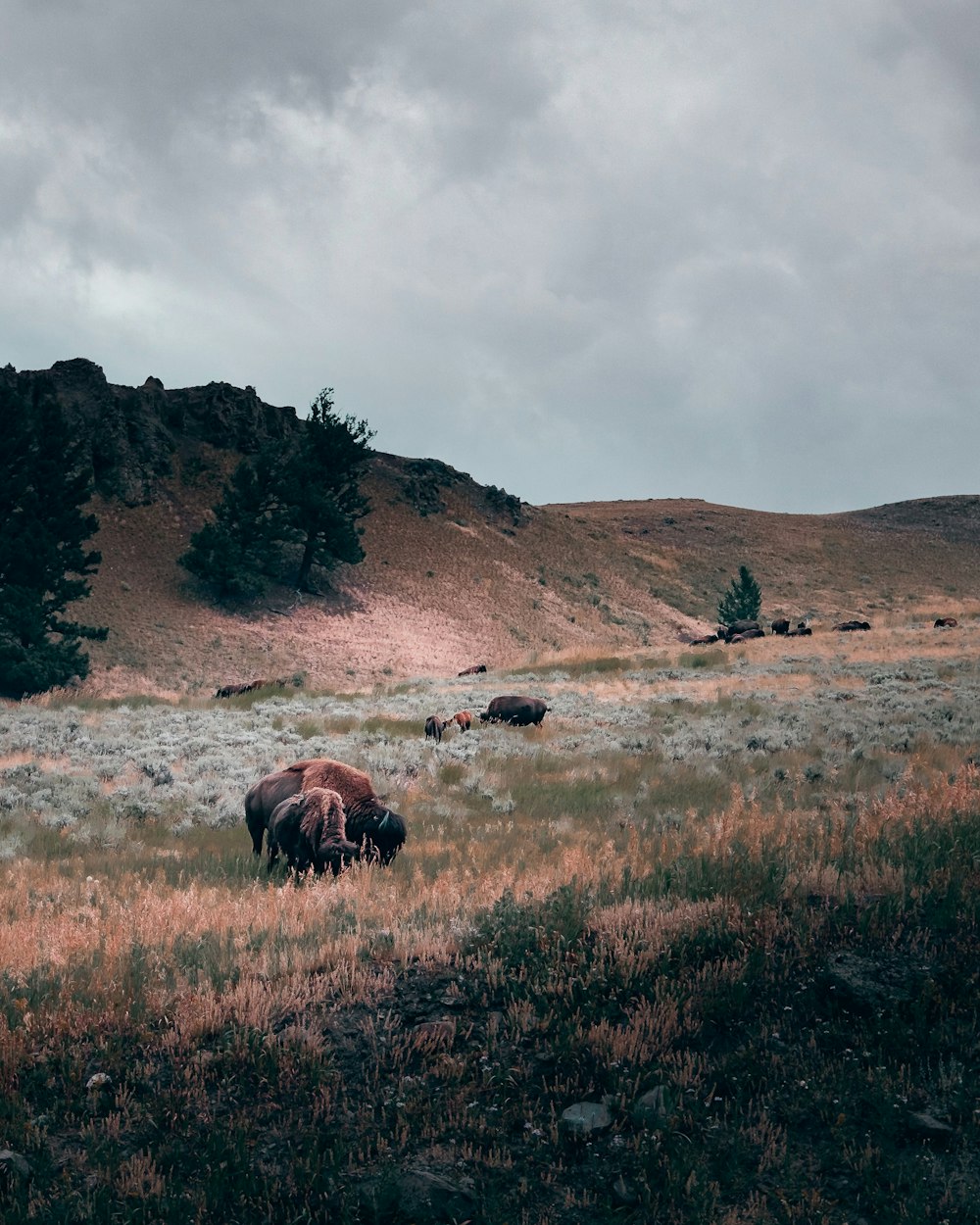 brown animal on brown grass field during daytime