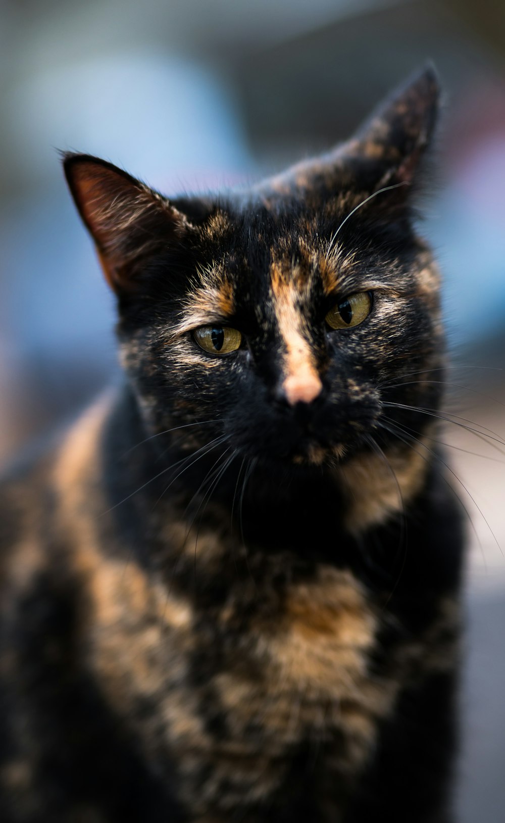 black and brown cat in close up photography