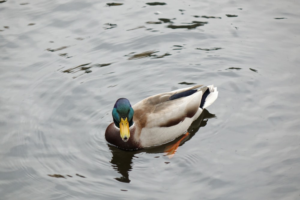 mallard duck on water during daytime