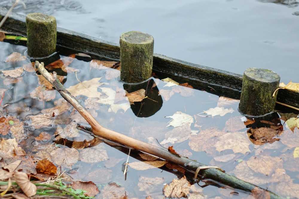 brown wooden stick on body of water