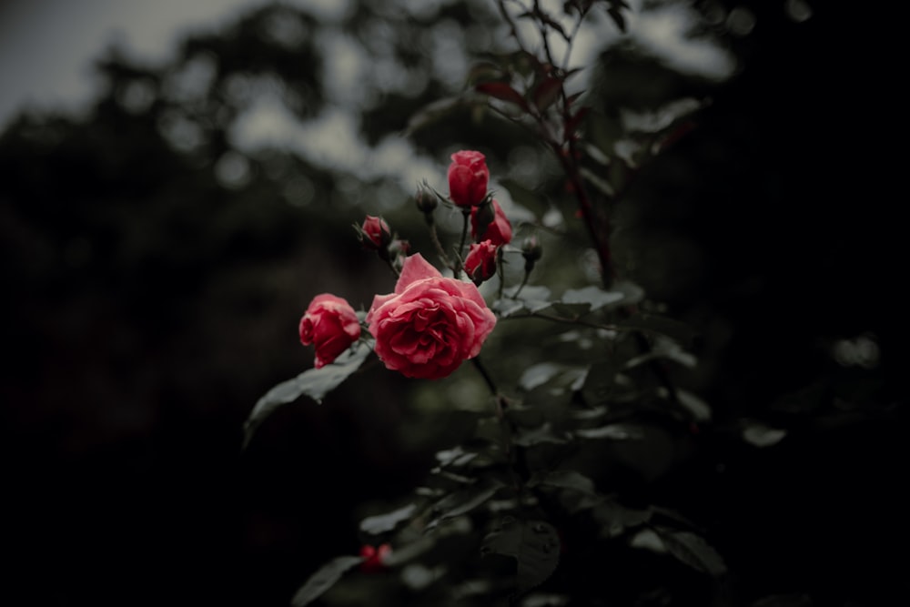 red rose in bloom during daytime