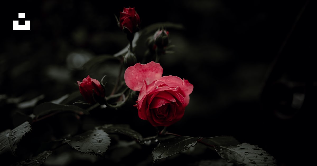 Pink rose in bloom in close up photography photo – Free Flower Image on ...