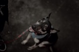A dog is sitting on a dark surface, looking up towards the camera with a happy expression. The dog is wearing a red leash and a blue harness.
