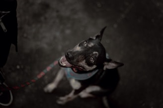 A dog is sitting on a dark surface, looking up towards the camera with a happy expression. The dog is wearing a red leash and a blue harness.