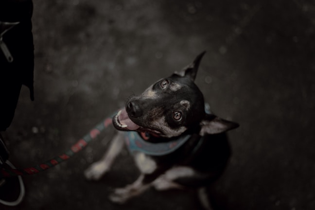 A dog is sitting on a dark surface, looking up towards the camera with a happy expression. The dog is wearing a red leash and a blue harness.