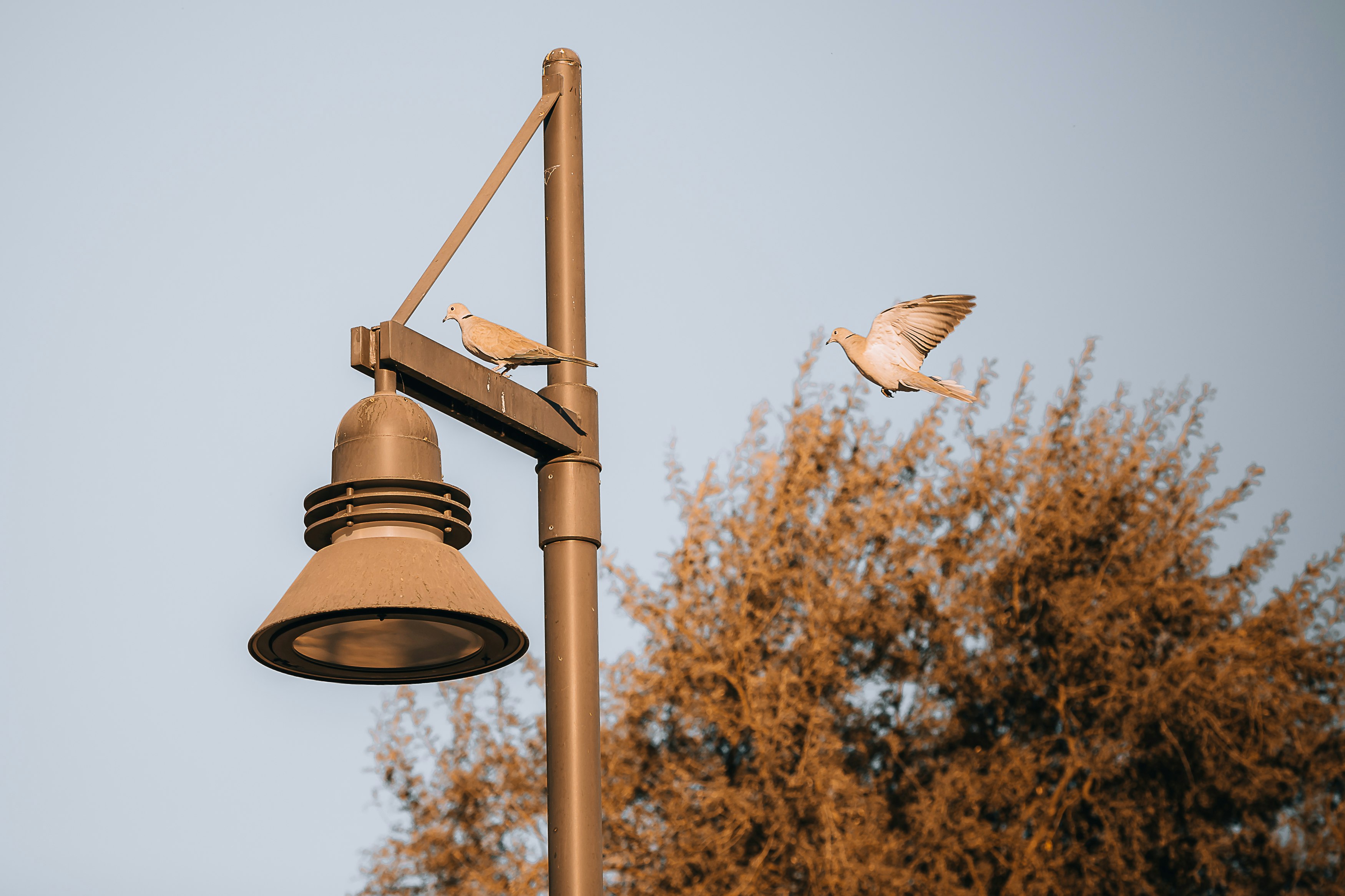 white bird on brown steel lamp post during daytime