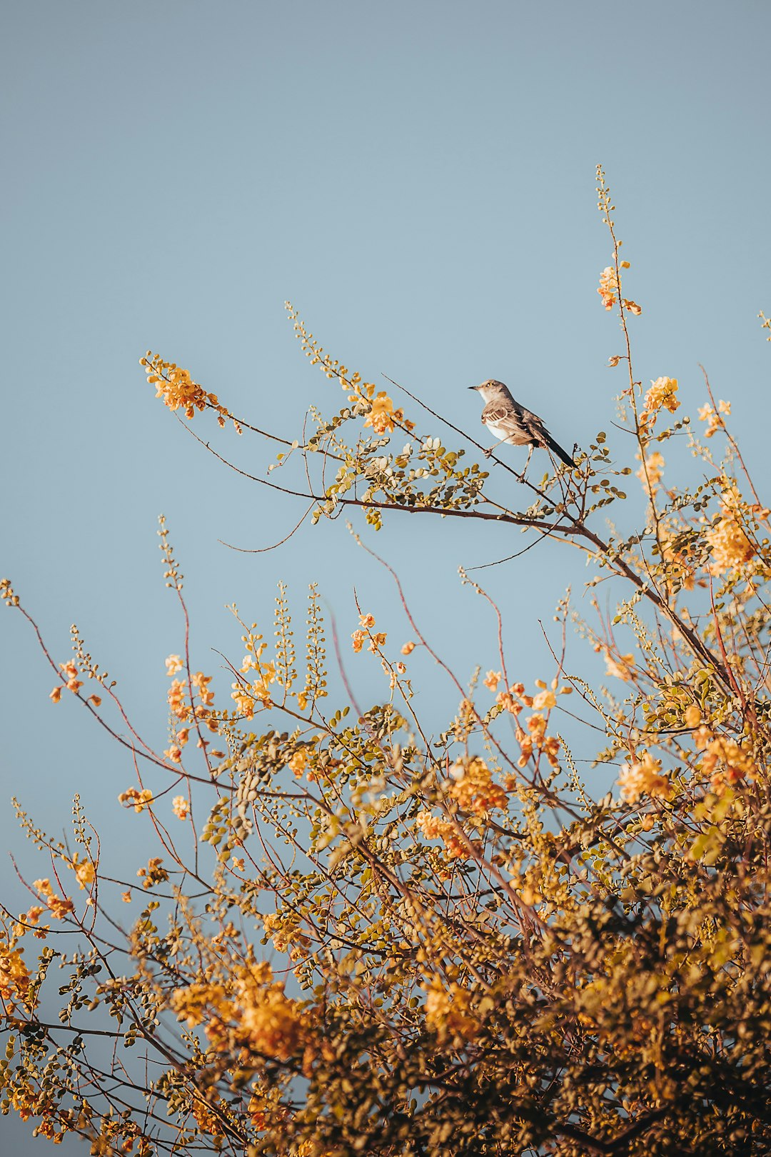 brown bird on brown tree branch during daytime