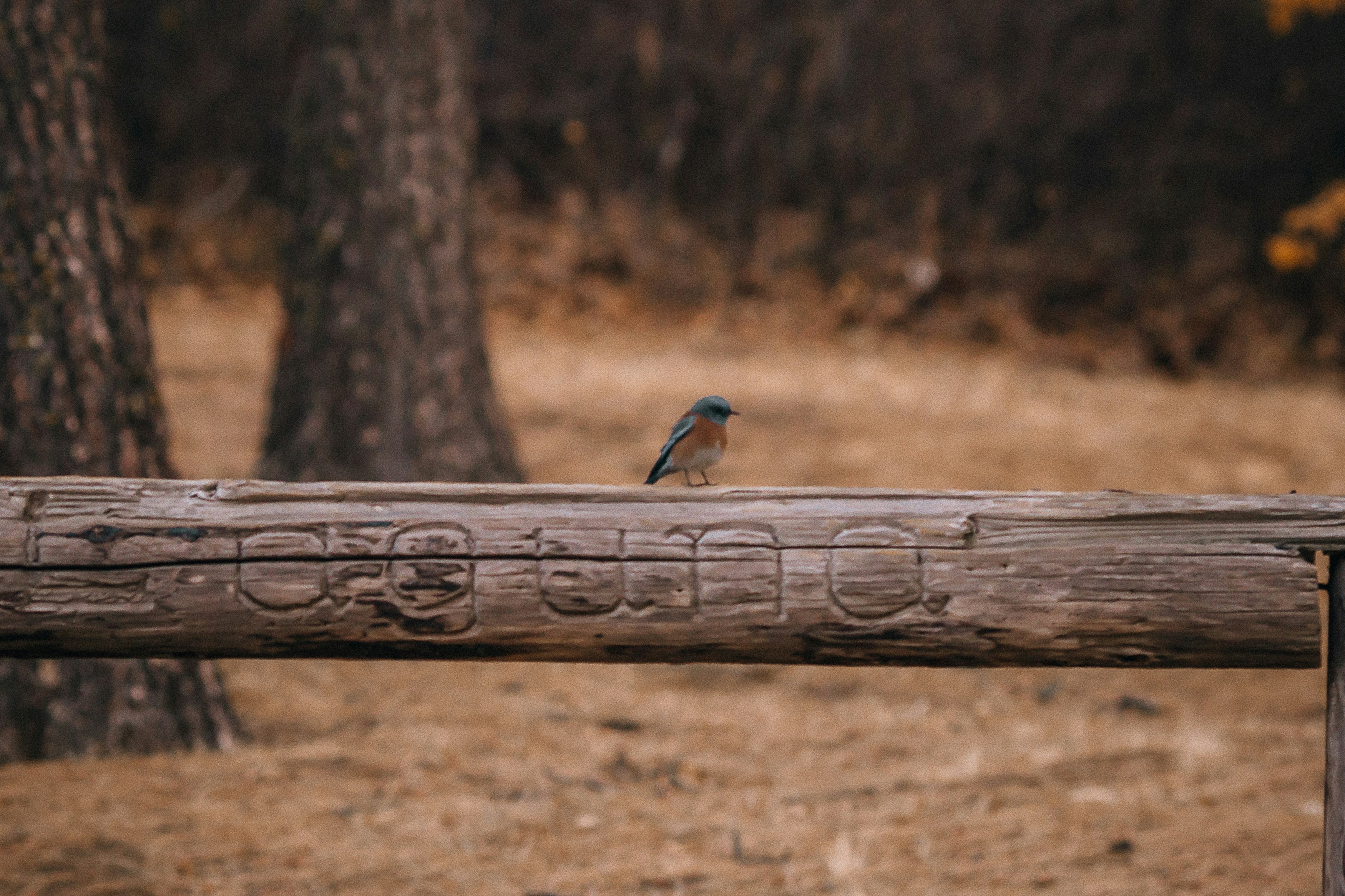 blue and brown bird on brown wooden log during daytime