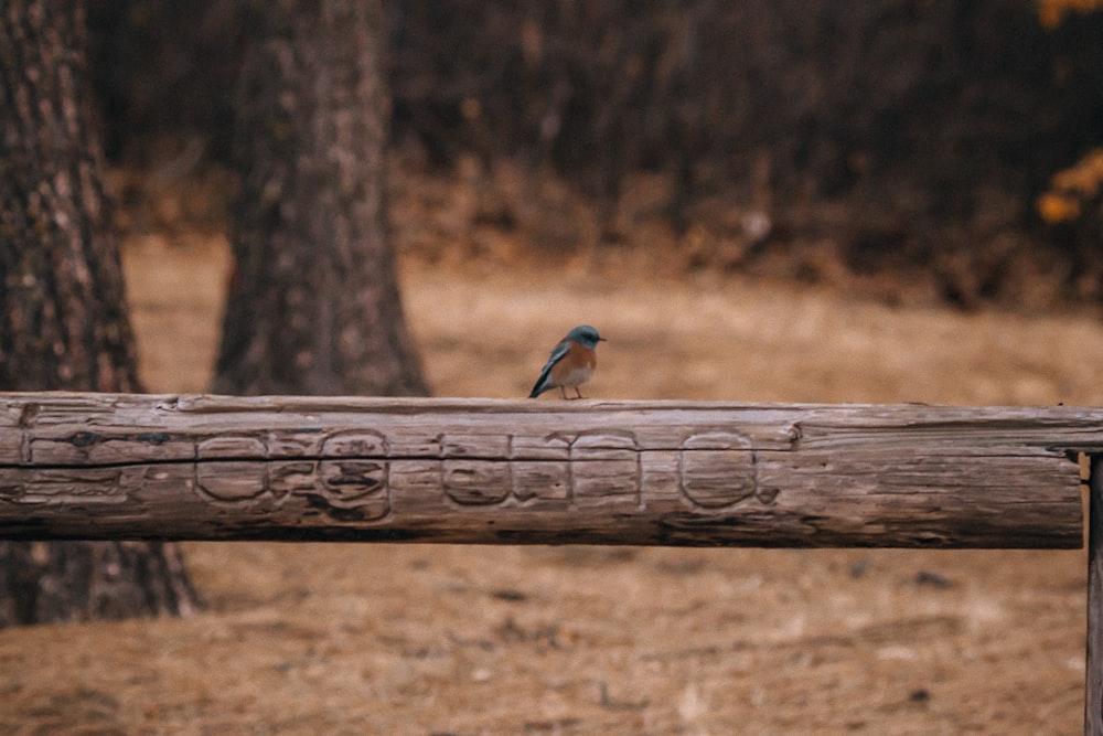 blue and brown bird on brown wooden log during daytime