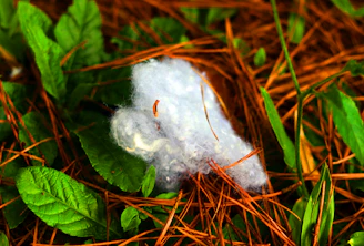 Close-up of soft, white surgical cotton rolls resting gently on a wooden surface with natural greenery in the background.