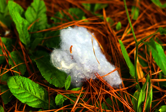 Close-up of soft, white surgical cotton rolls resting gently on a wooden surface with natural greenery in the background.