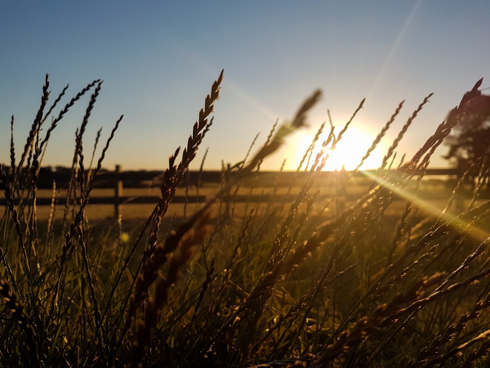 brown grass field during daytime