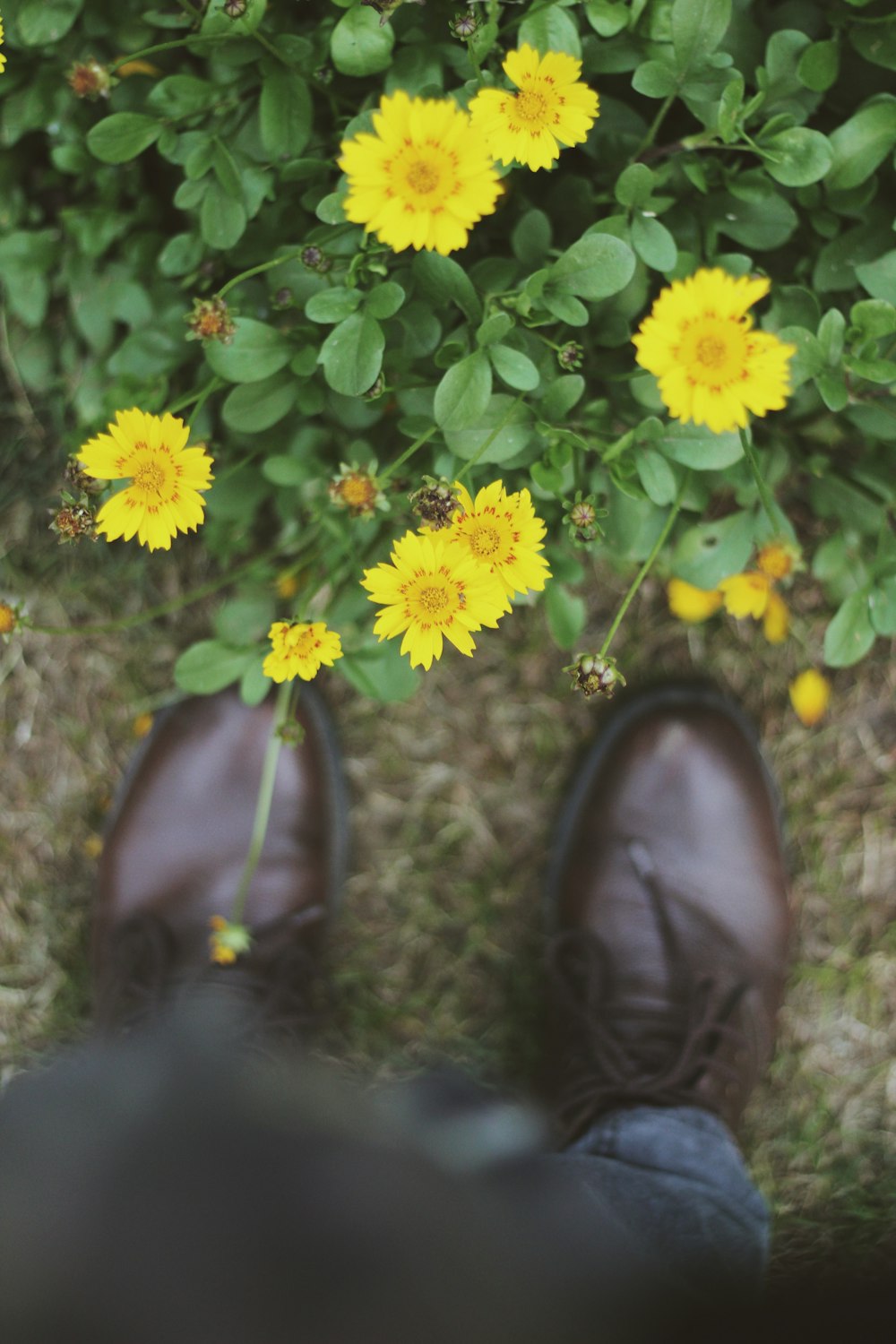 yellow and white flowers on green grass