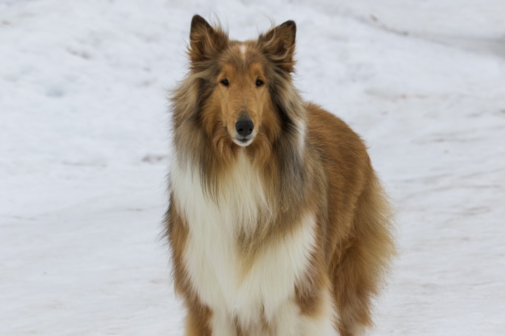 brown and white rough collie on snow covered ground during daytime