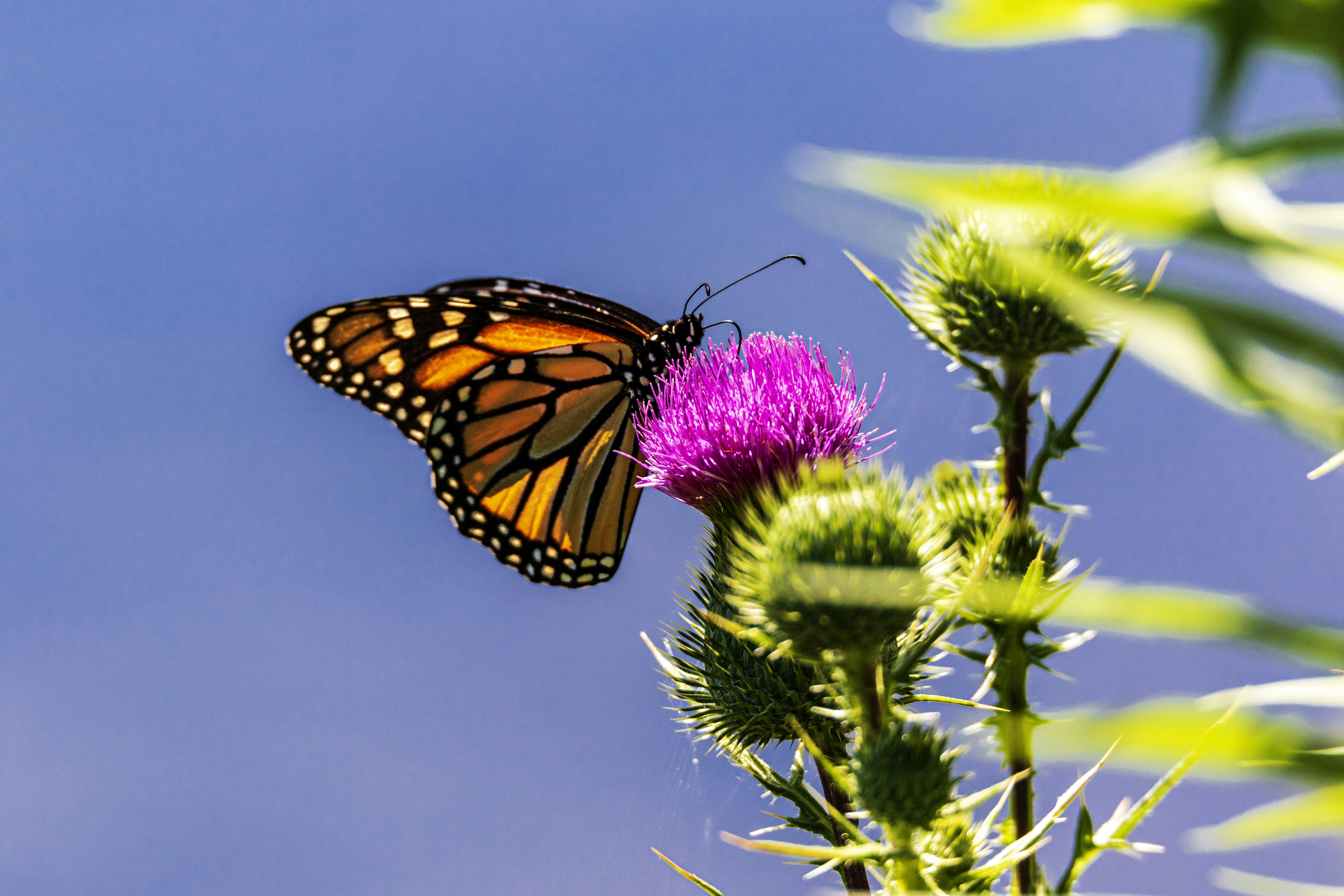 Photo by camerauthor