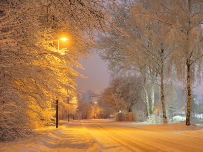 road between trees during daytime snowfall teams background