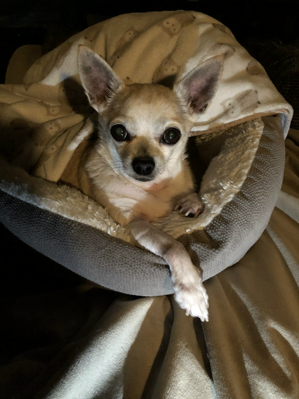 brown chihuahua on brown textile