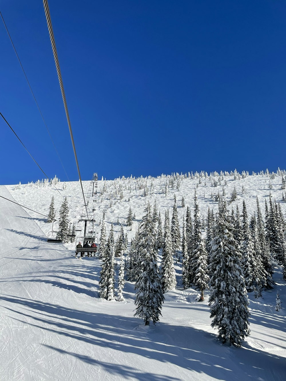 green pine trees covered with snow during daytime