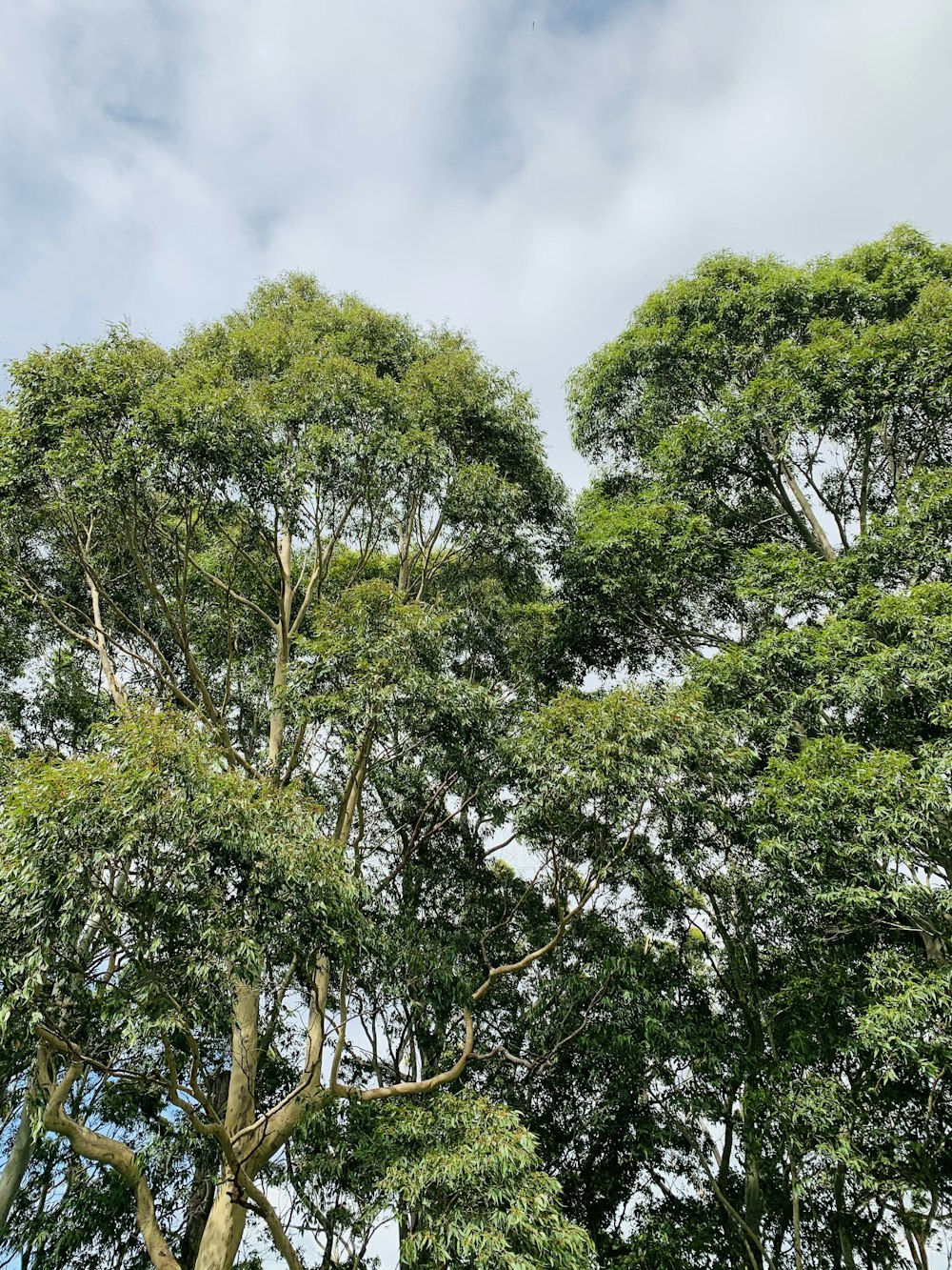 green tree under blue sky during daytime