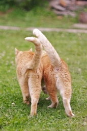 orange tabby cat walking on green grass during daytime
