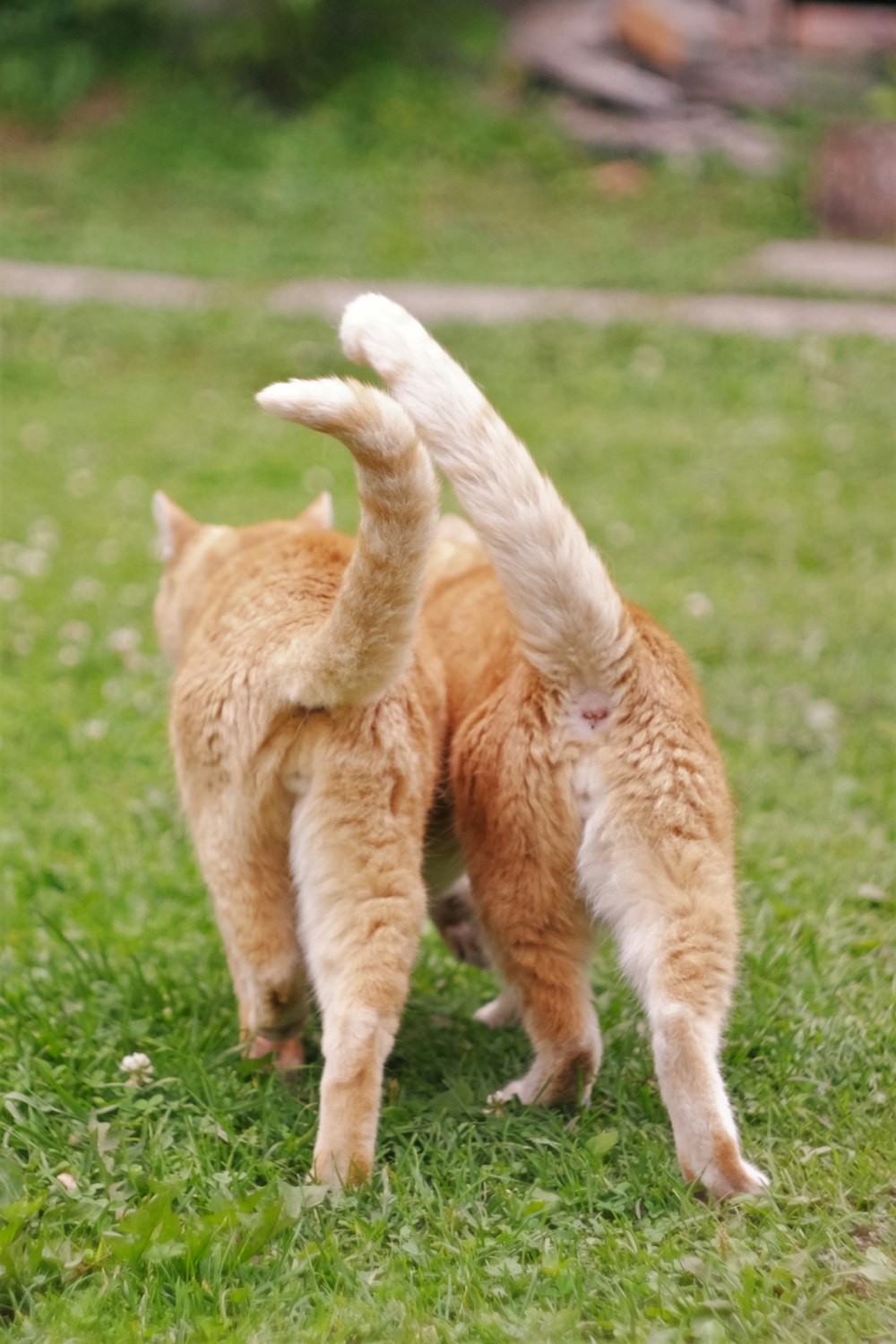 orange tabby cat walking on green grass during daytime