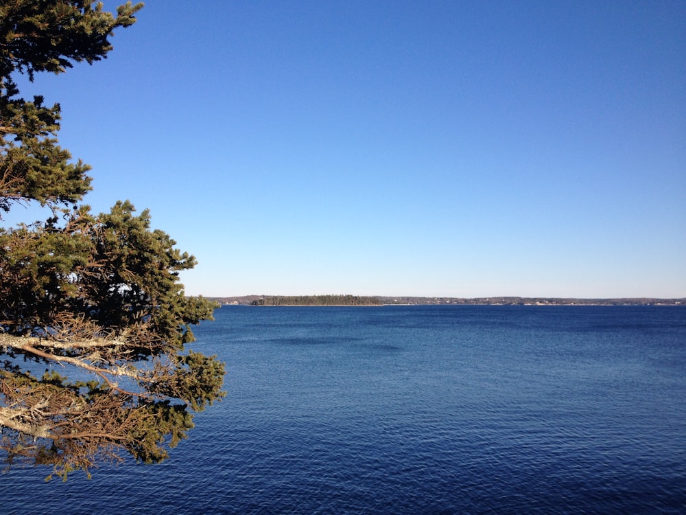 green trees near body of water during daytime