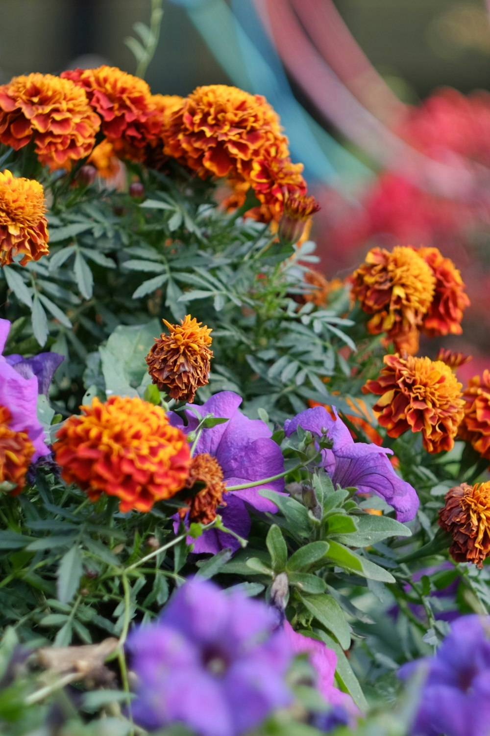 orange and purple flowers with green leaves