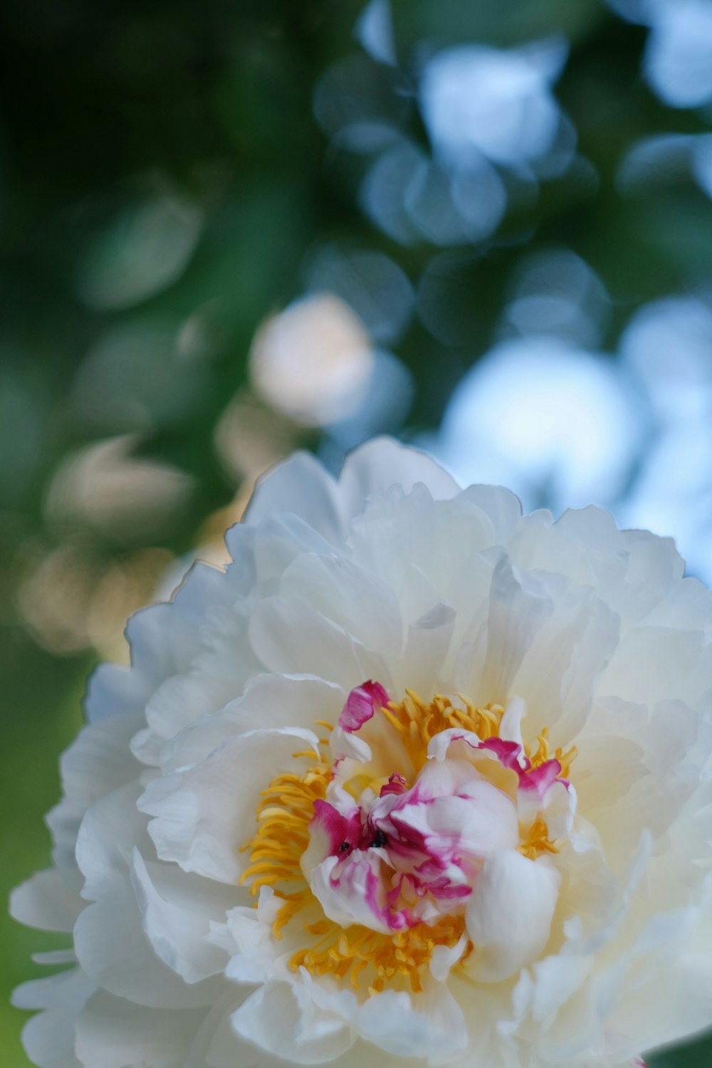 white and yellow flower in tilt shift lens