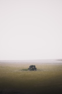 A minimalist landscape featuring a lone tree on a vast, empty field under soft natural light.