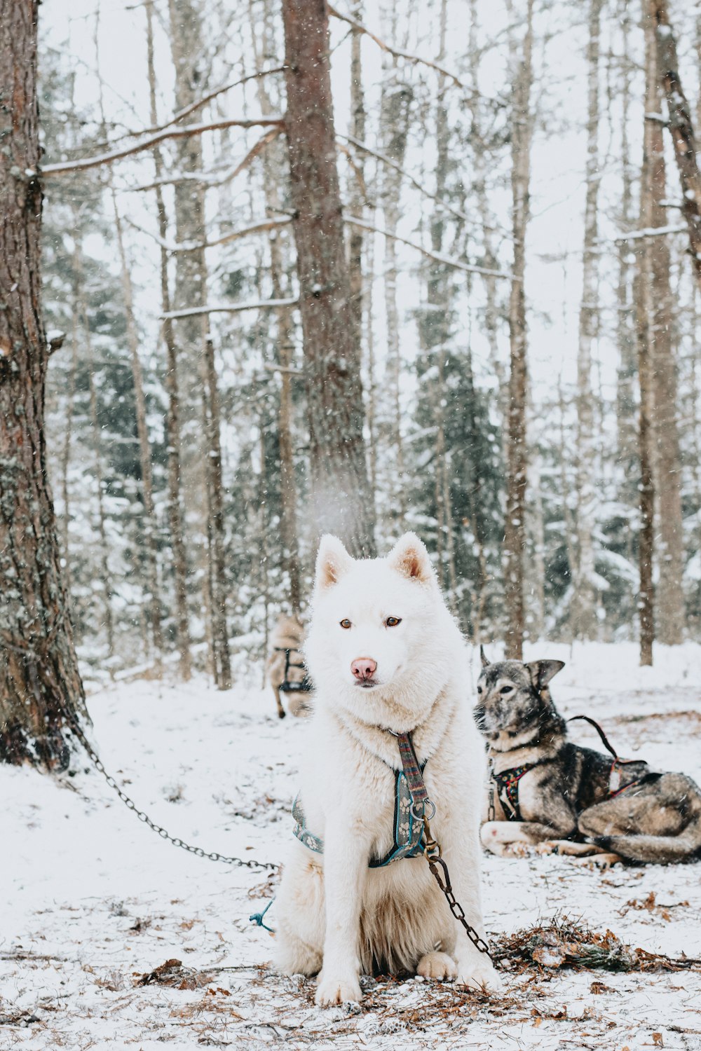 Husky sibérien blanc sur un sol enneigé pendant la journée