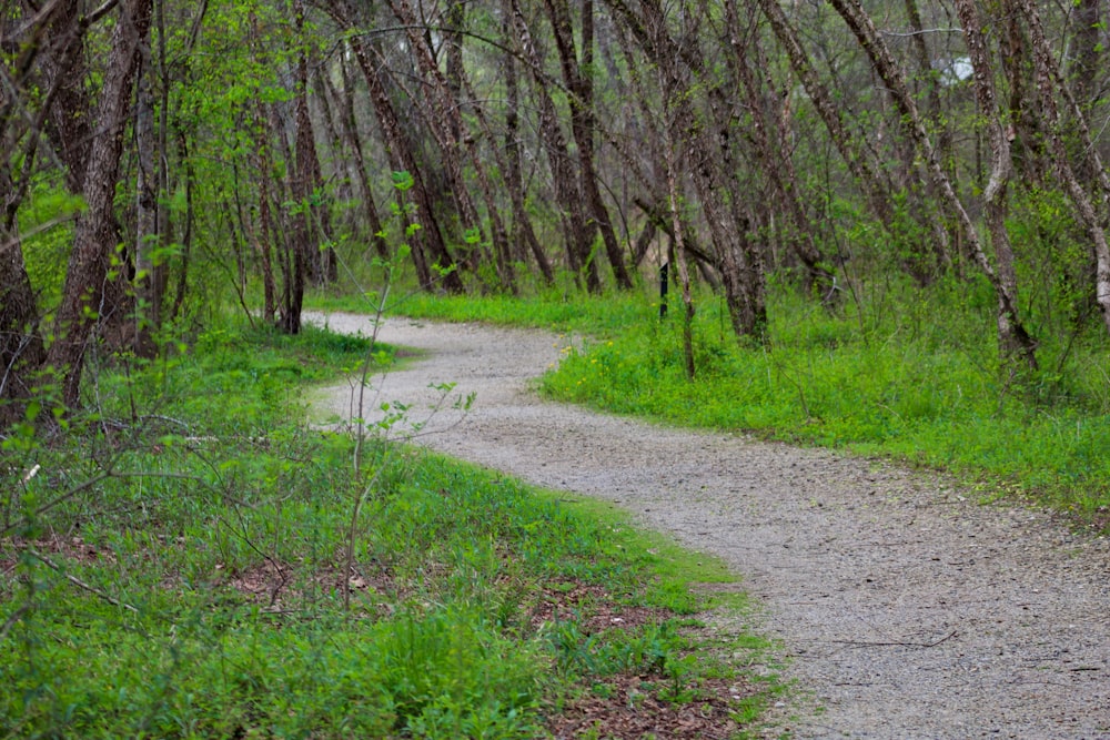 erba verde e alberi durante il giorno