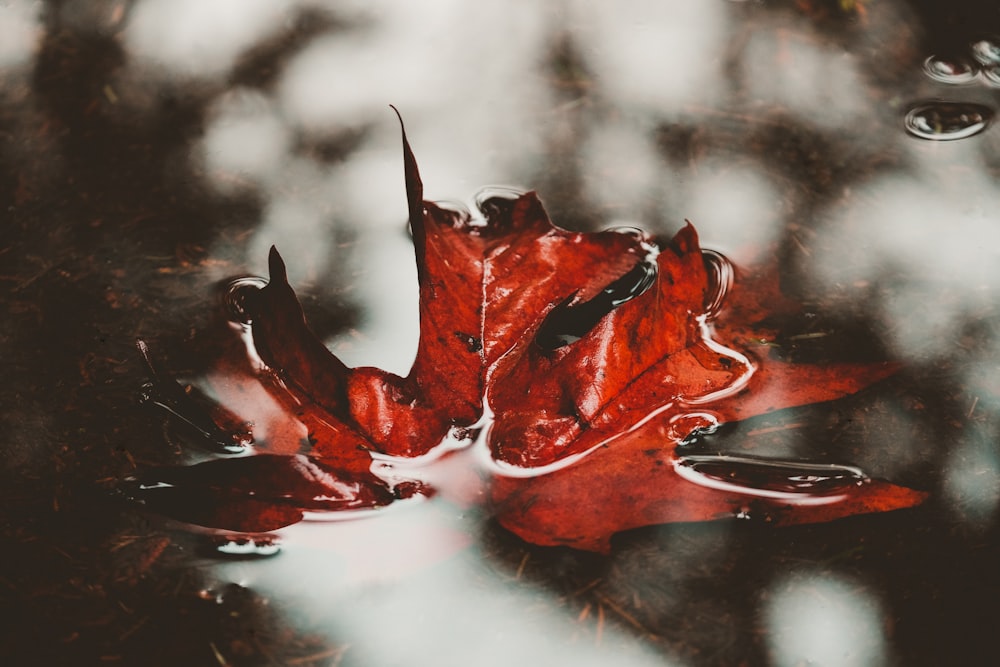 red and black leaf in close up photography
