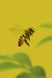 yellow and black bee on yellow flower
